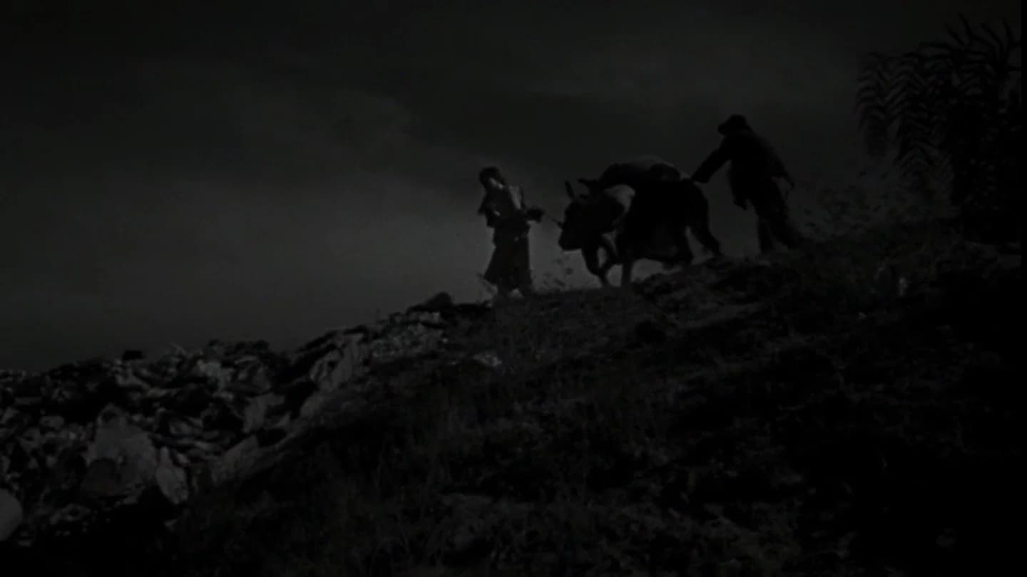 The Young and the Damned