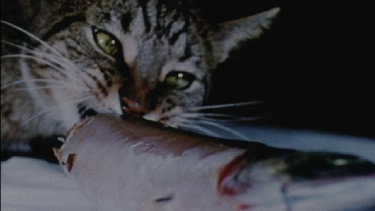 Cat Food