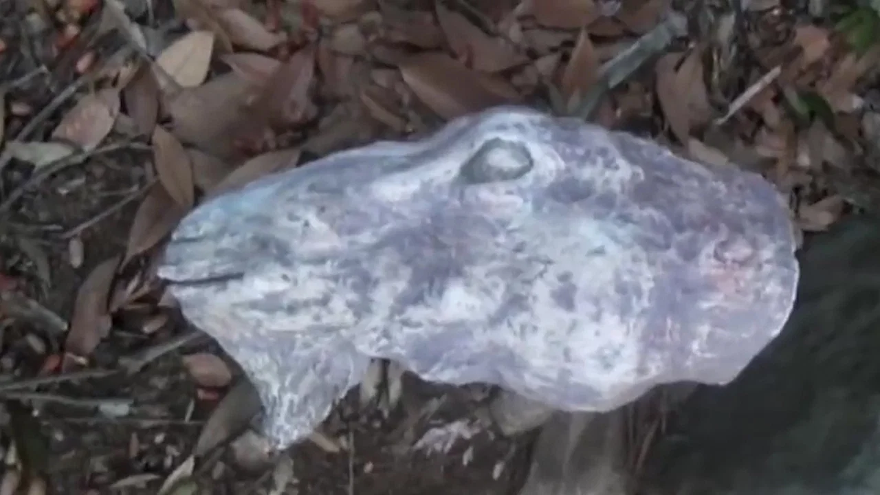 Posted Psychic File: Cursed Dream