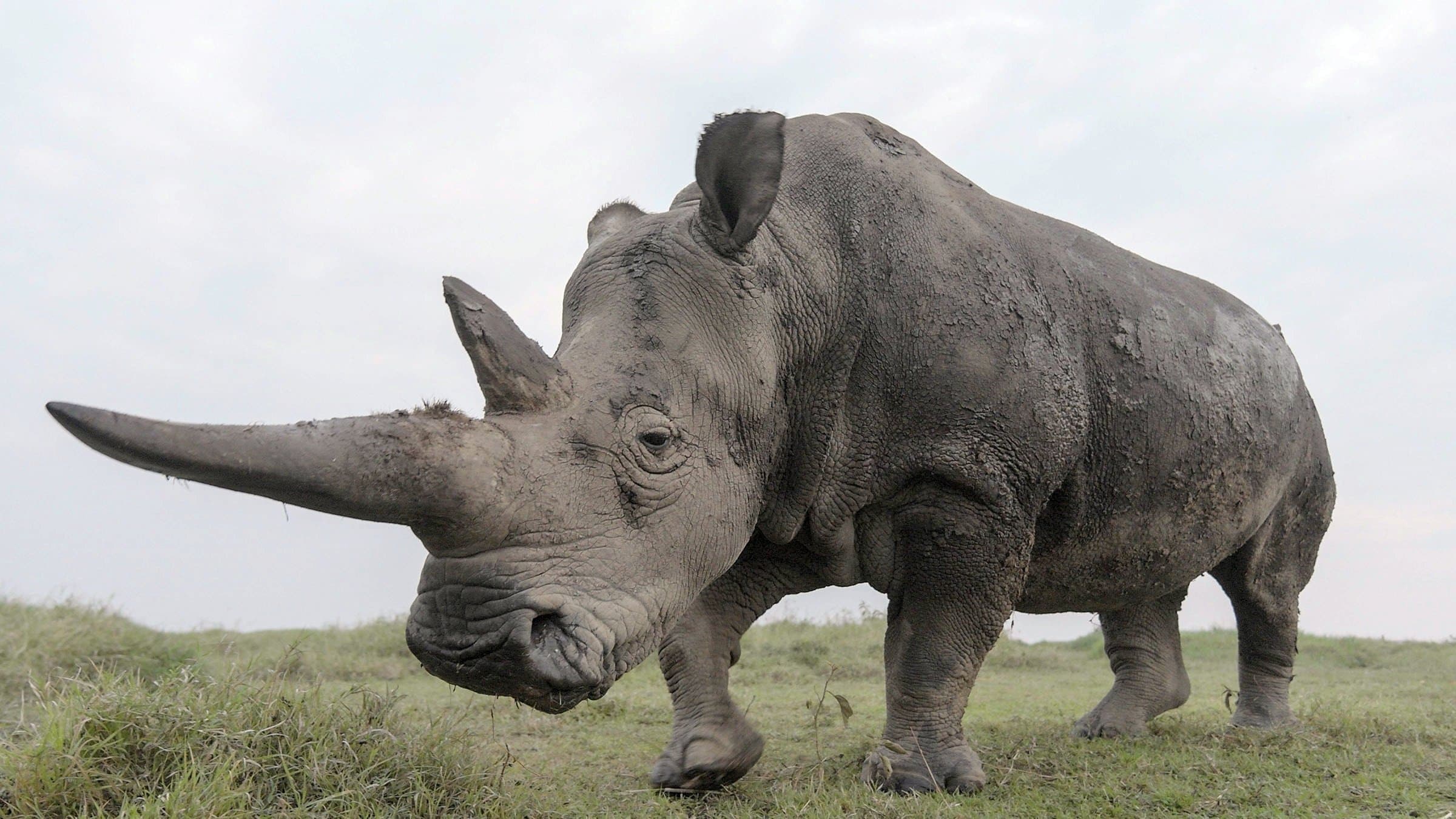 The Last Rhinos: A New Hope