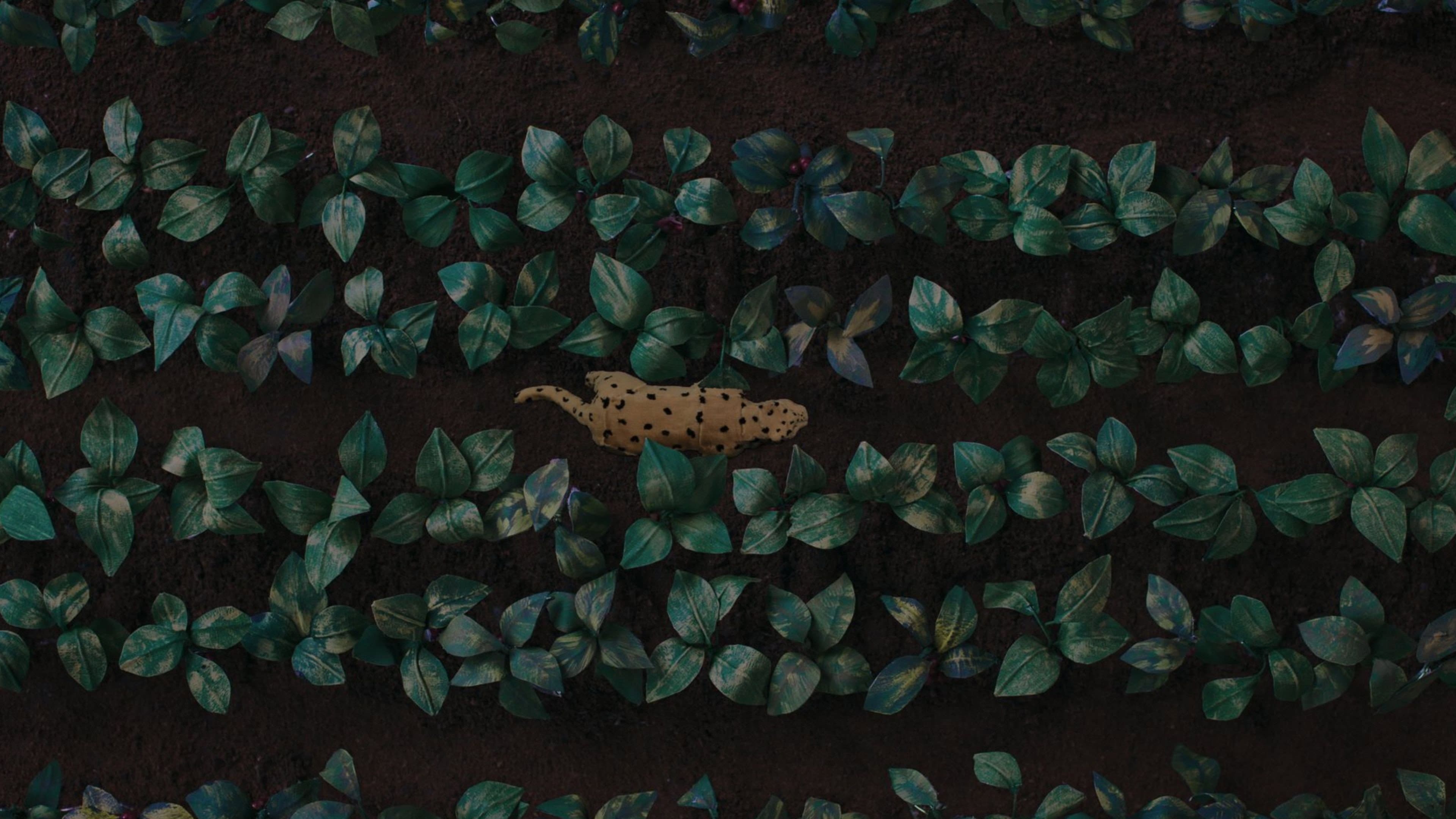 The Sound of the Jaguar