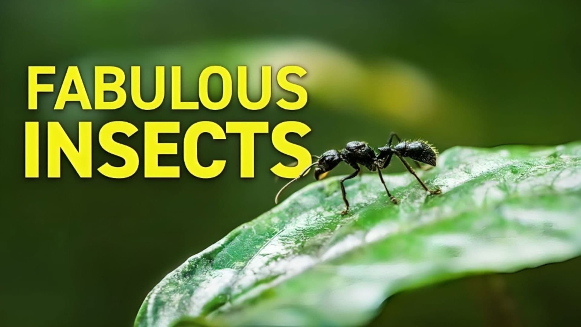 Fabulous Insects - Ants