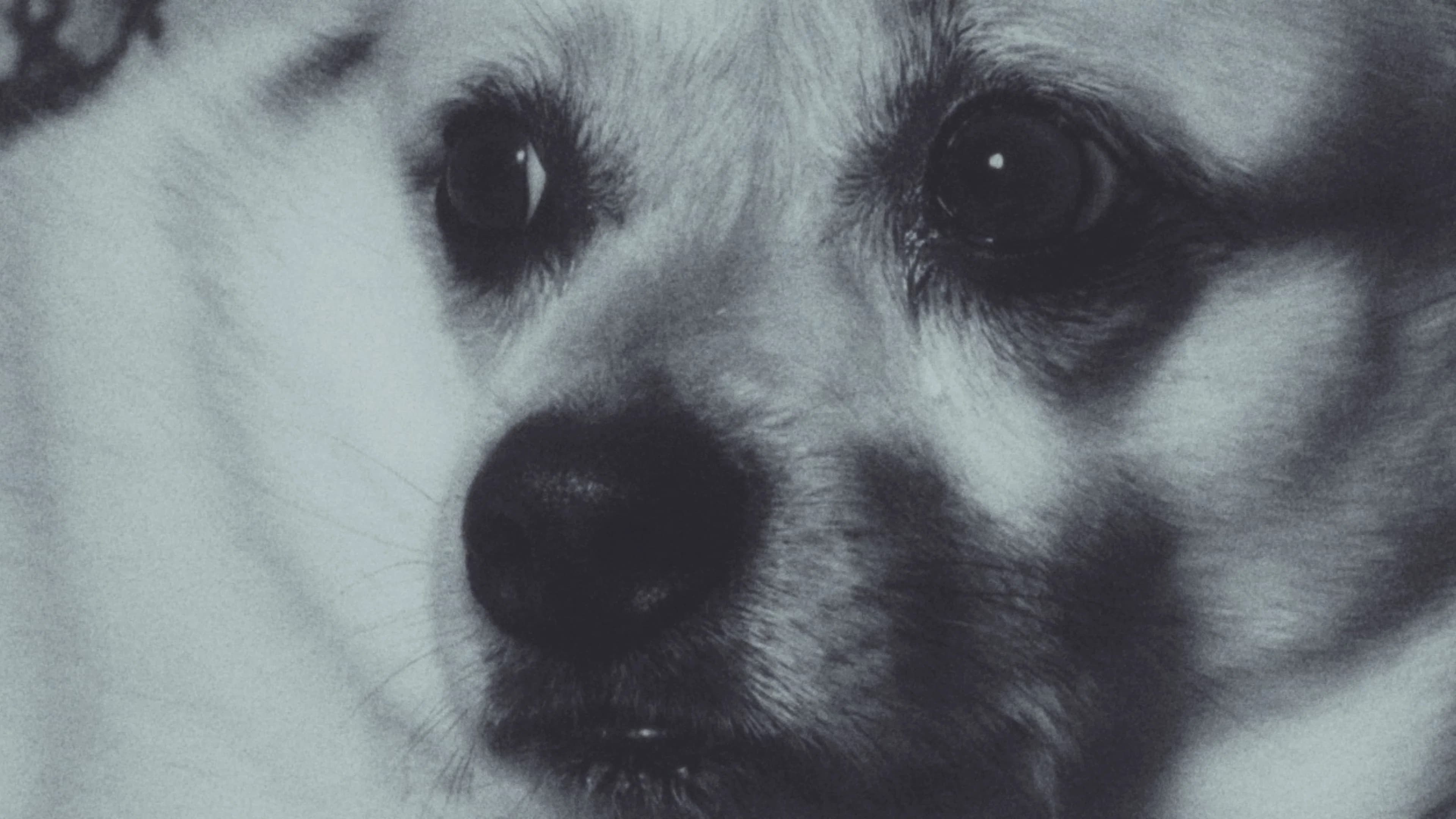 Adeline The Dog!