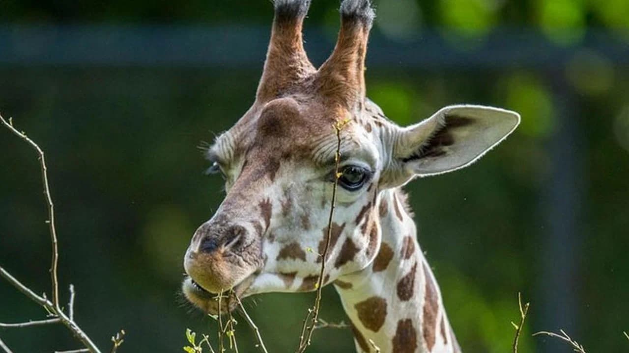 Maman girafe
