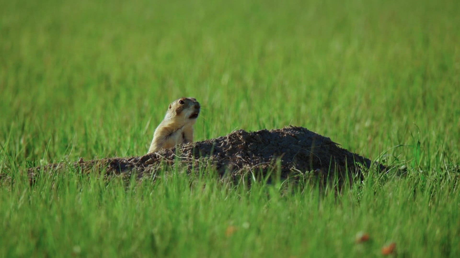 A Prairie Dog's Life