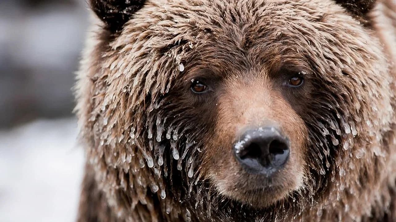 Wild Canada
