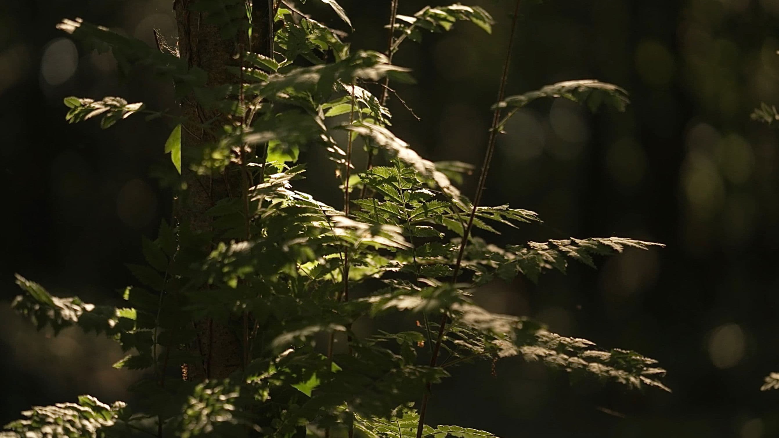 Kankles: Redefining Tradition