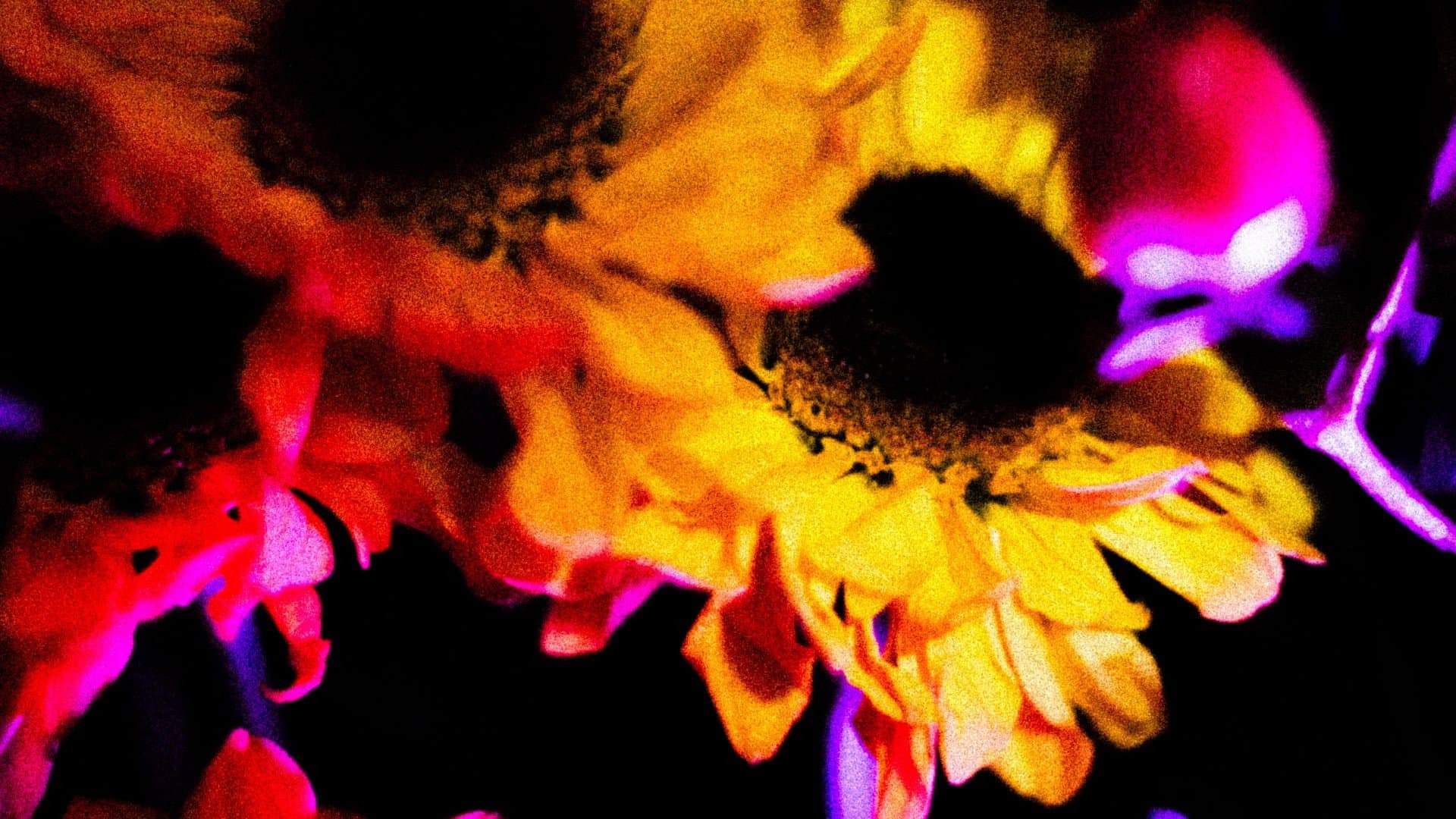 Flowers (II)