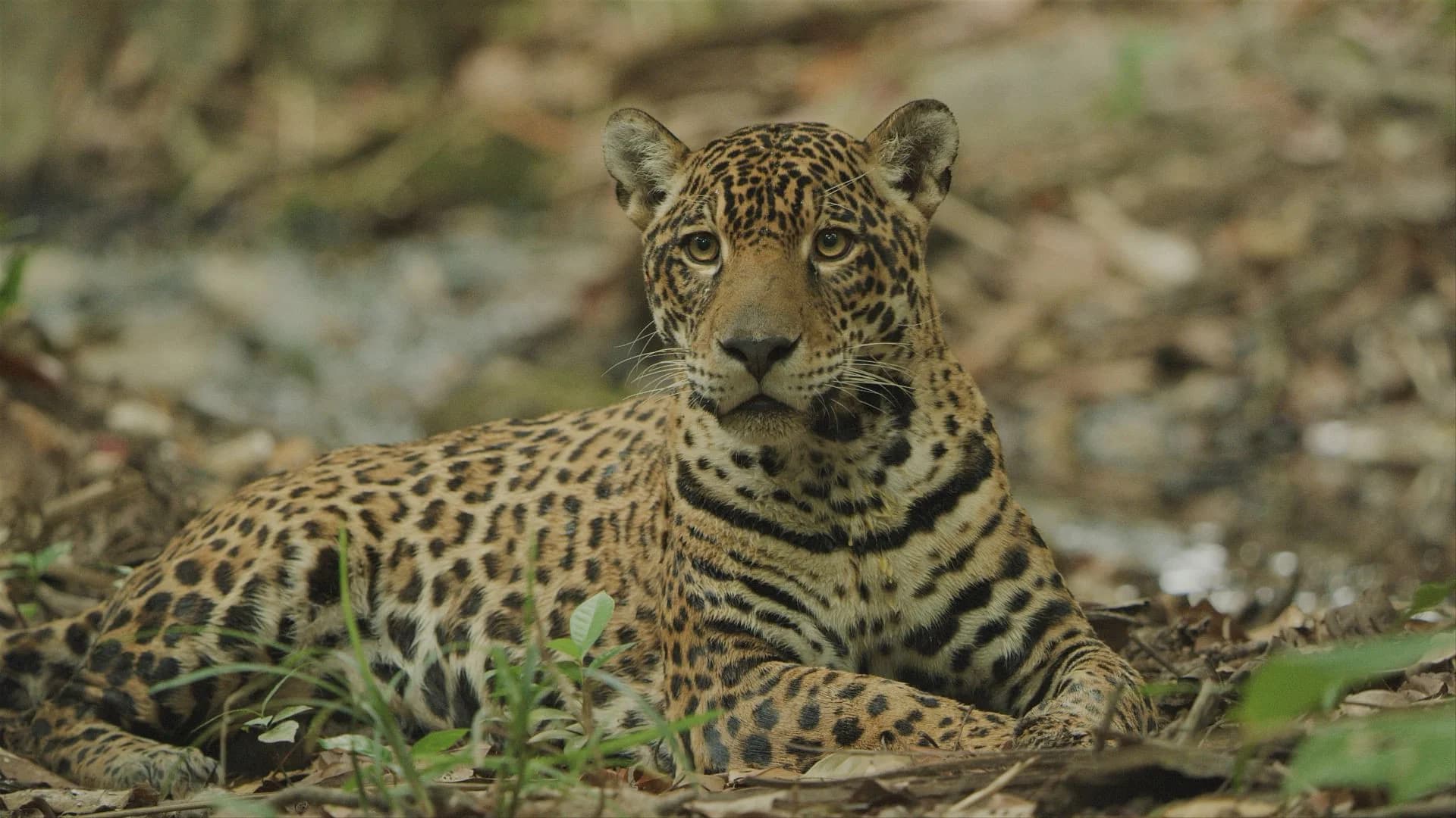 Jaguar: Jungle Icon of Guyana