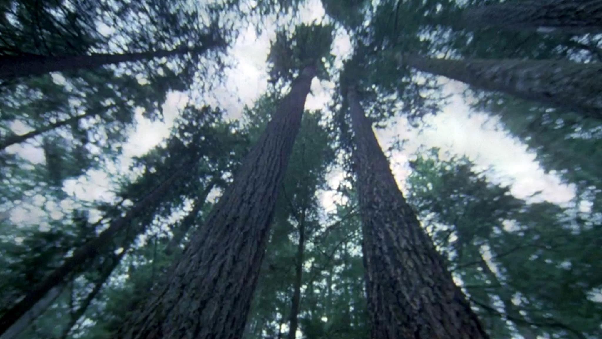 Another Side of the Forest