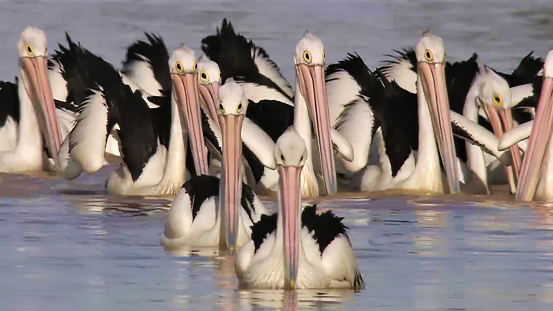 Die Reise der Pelikane - Australiens Outback-Wunder