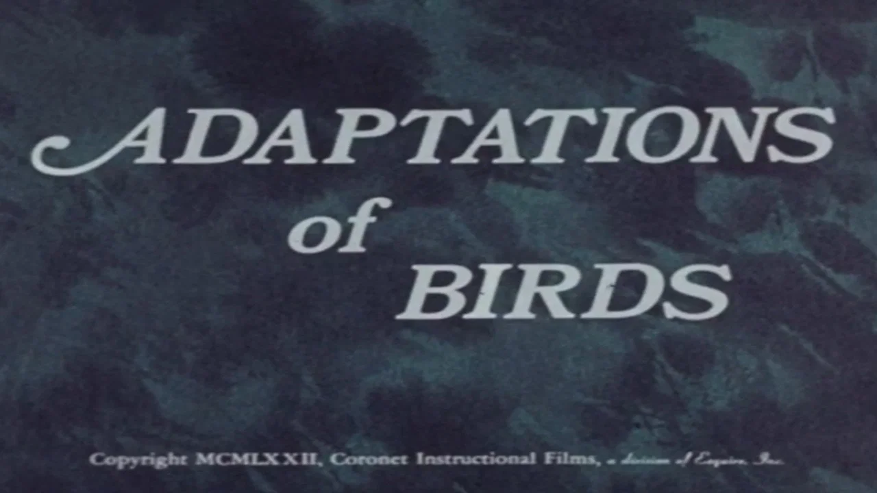 Adaptations of Birds