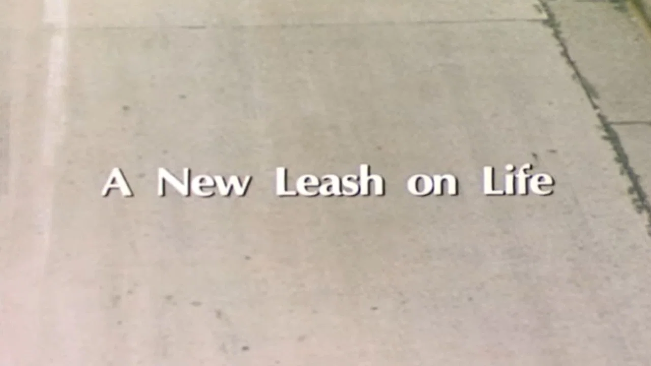 A New Leash On Life