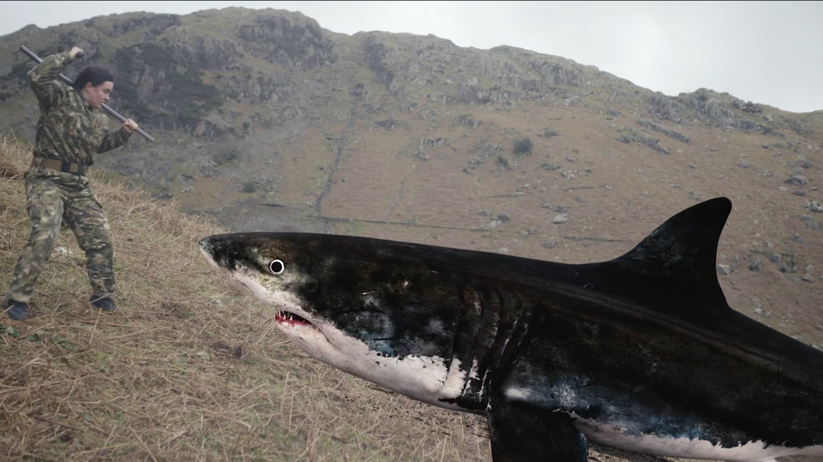 Mountain Shark