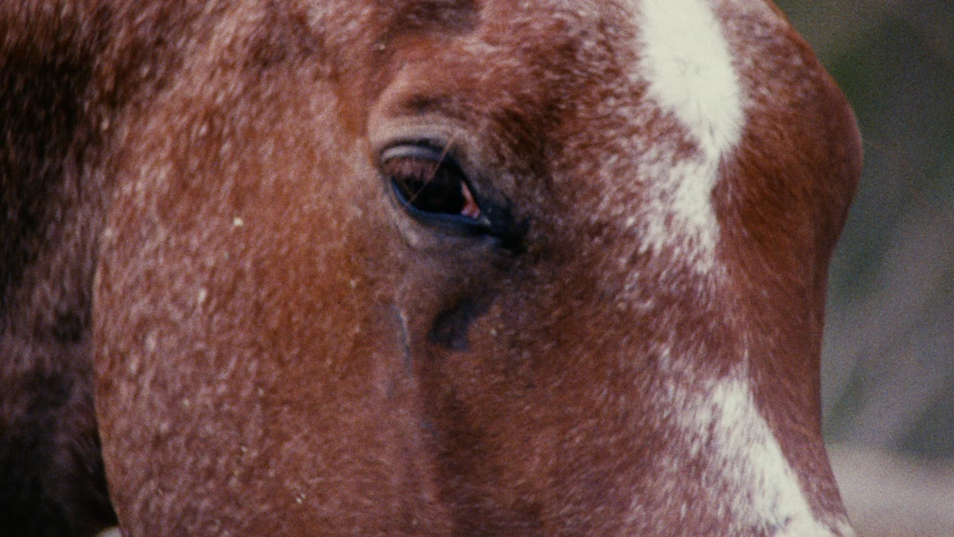 Horse Language