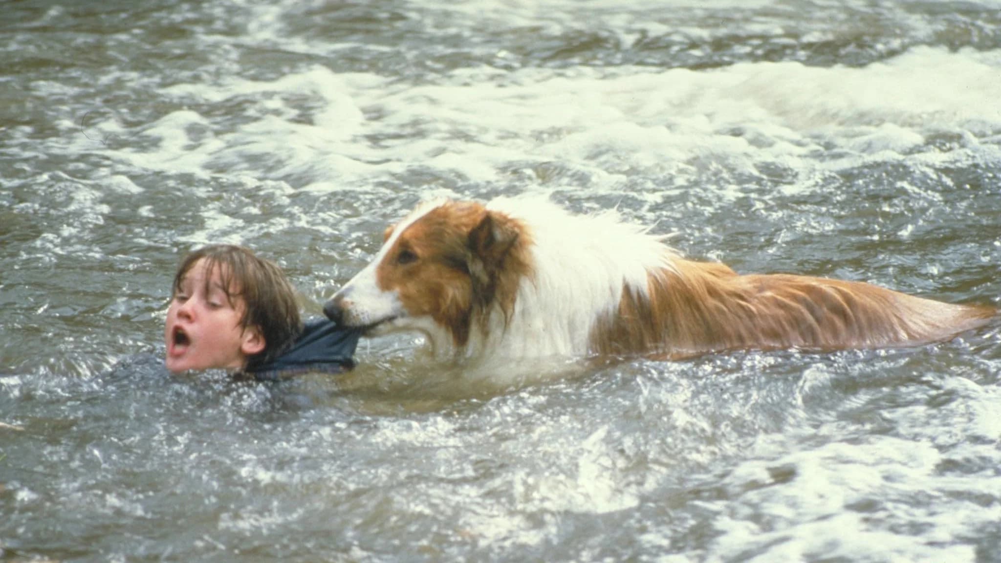 Lassie