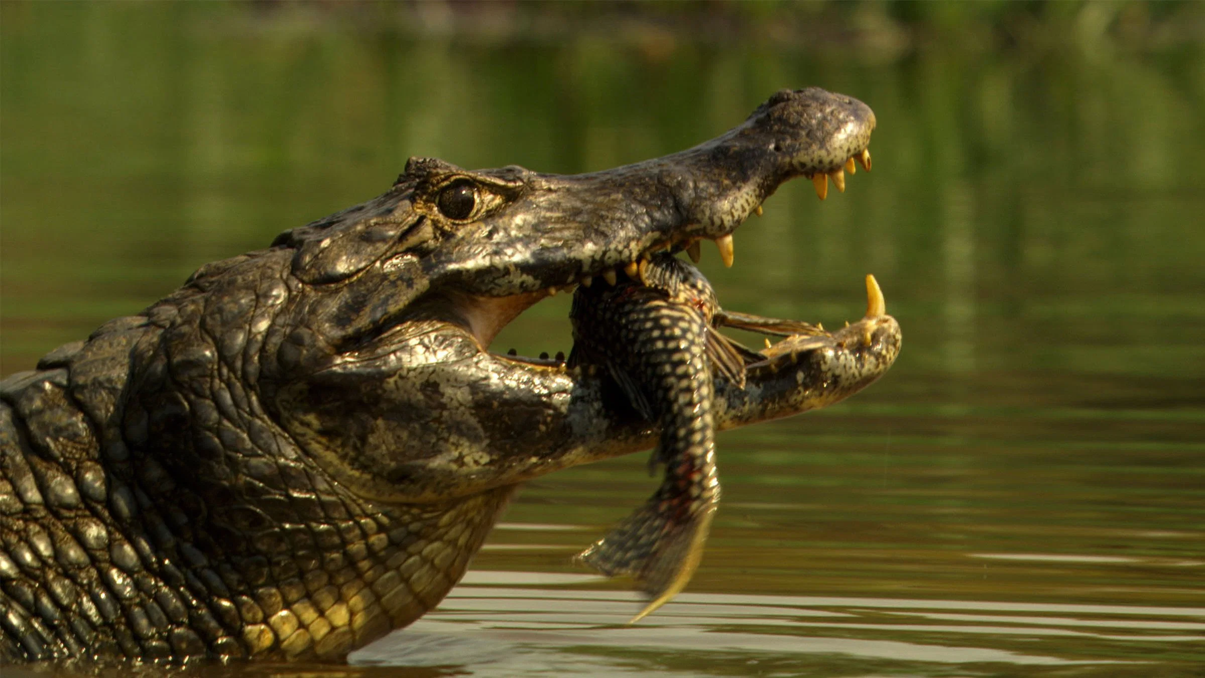 Planet of the Reptiles