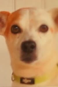 Toby
