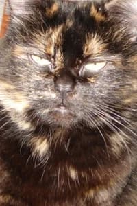 Gojira Cat