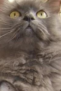 Monstro Cat