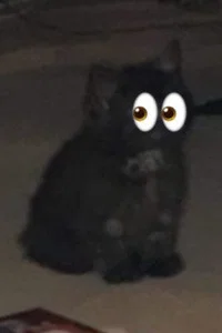 Sooty