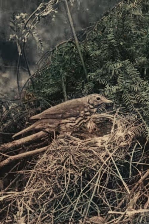 Wild Birds in Their Haunts