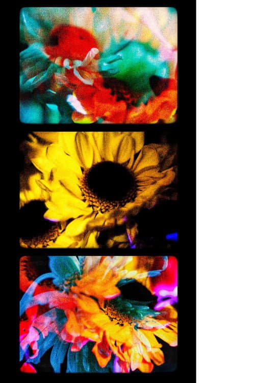 Flowers (II)