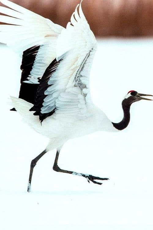 Dance Of The Crane
