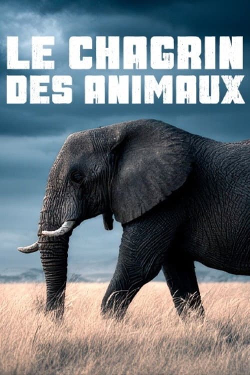 Le chagrin des animaux : mythe ou réalité ?