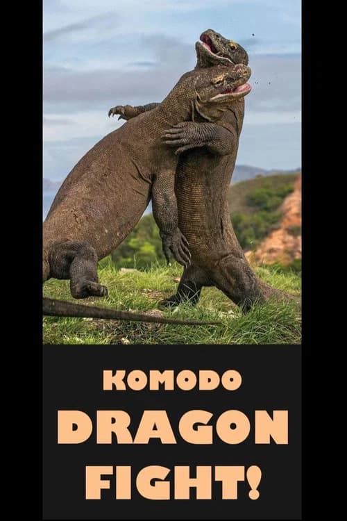 Komodo Dragon Fight!
