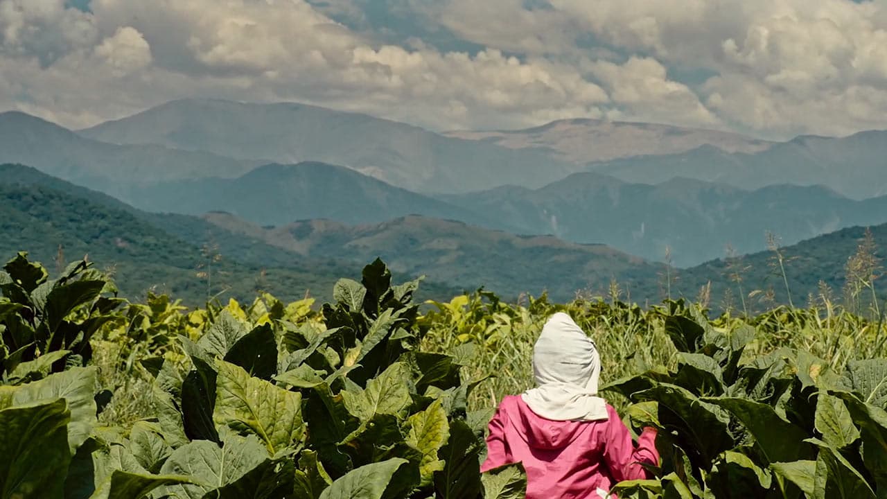 Wacay, mujeres del tabacal