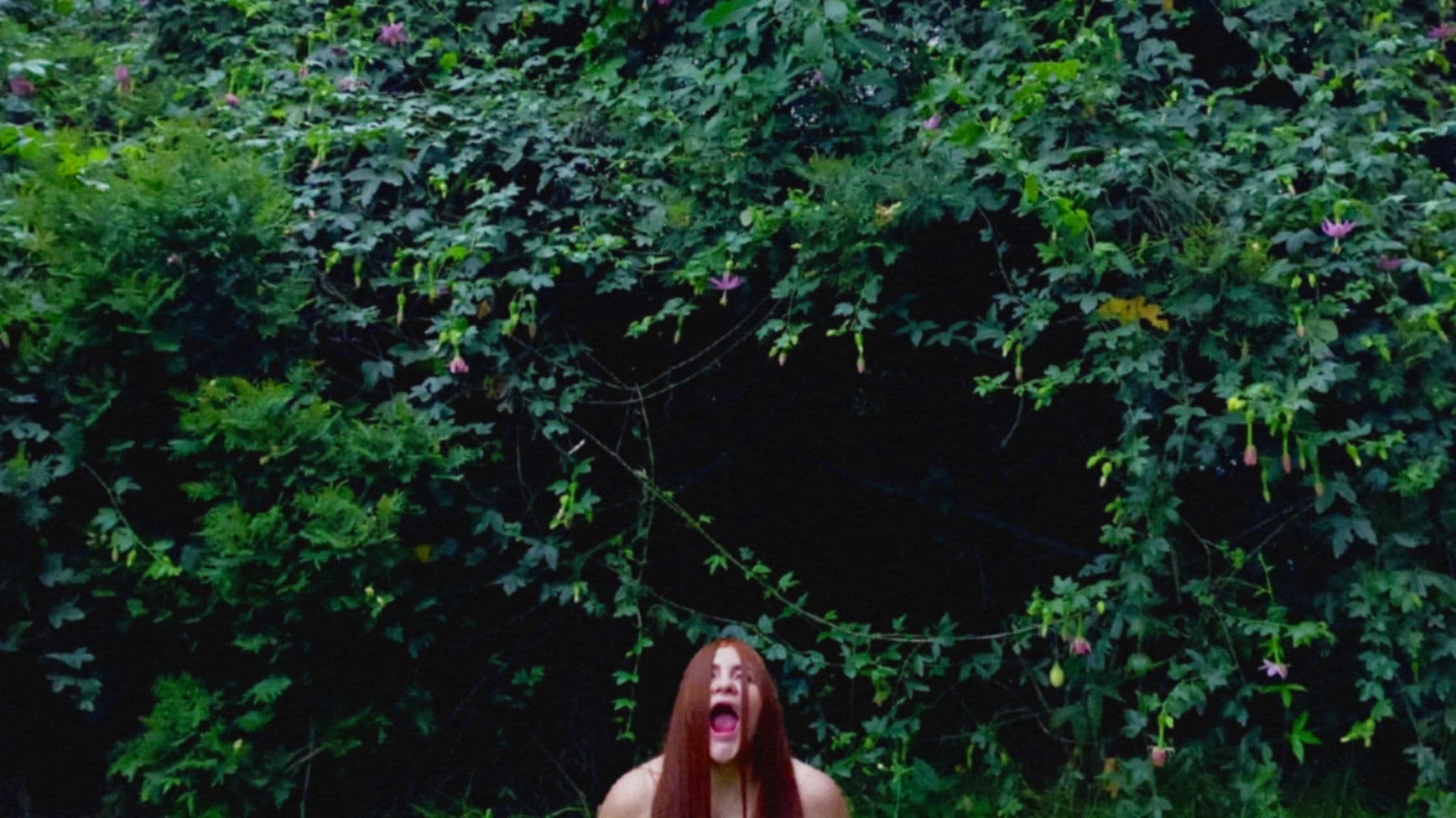 The Song of the Robin